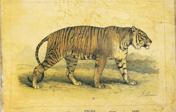 Картинка тигр, ретро, винтаж, страна