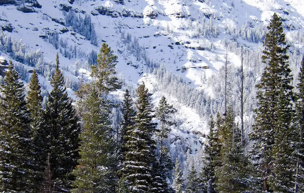 Зима, снег, природа, фото, ель, США, Wyoming