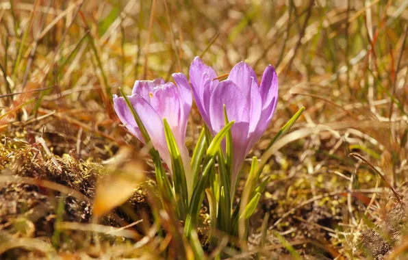 Flower, spring, crocus