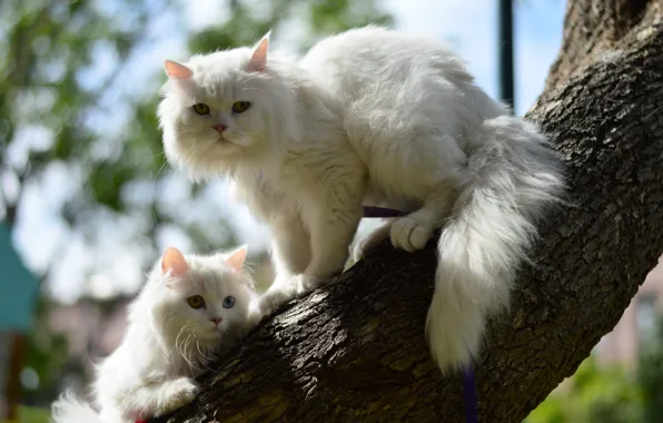 Кошка, кошки, дерево, котёнок