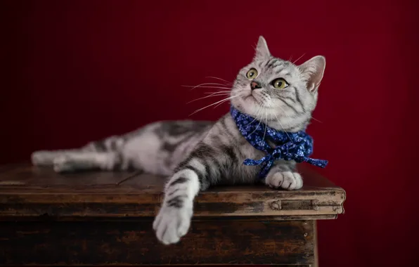 Кошка, кот, взгляд, котенок, стол, лежит, повязка, платок