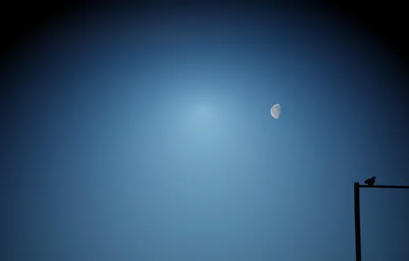 Картинка небо, птица, луна