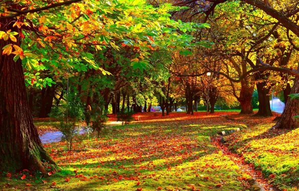 Картинка деревья, парк, листва, Осень, тропинка, trees, nature, park