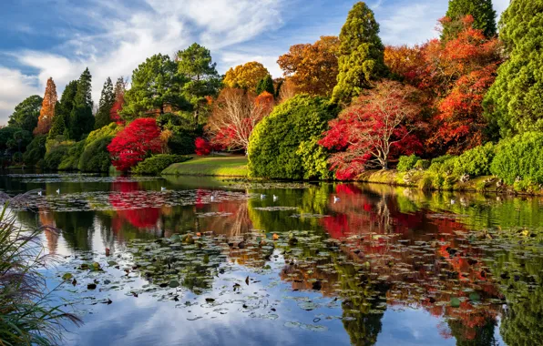 Осень, деревья, пейзаж, природа, пруд, парк, Англия, Шеффилд