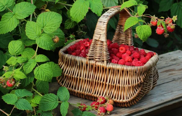 Малина, корзина, еда, nature, food, basket, raspberries