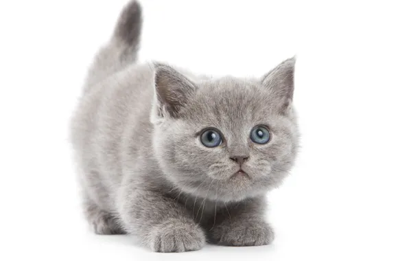 Кот, серый, белый фон, котёнок