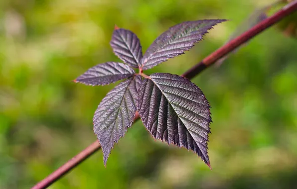Leaf, plant, twig