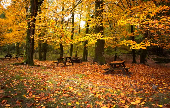 Картинка осень, лес, деревья, листва, скамейки