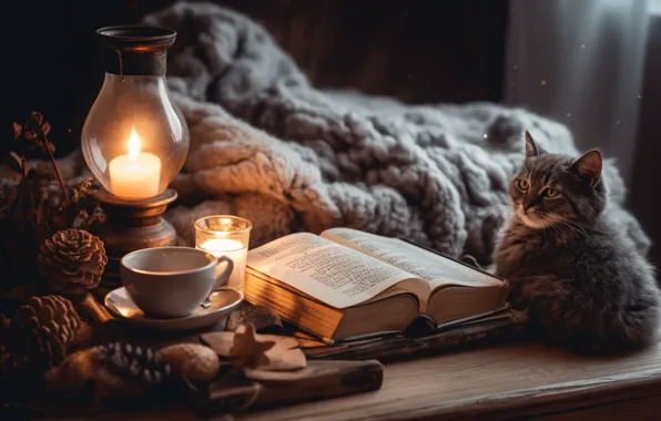 Кошка, кот, свет, уют, котенок, тепло, стол, комната