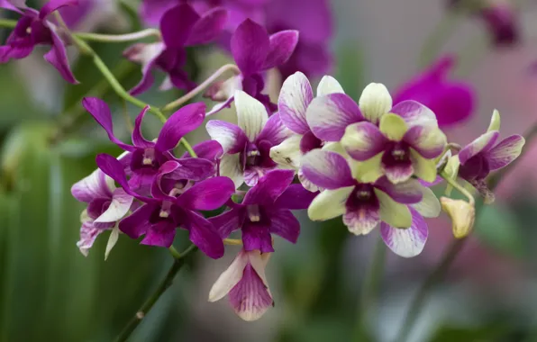Ветка, орхидеи, экзотика