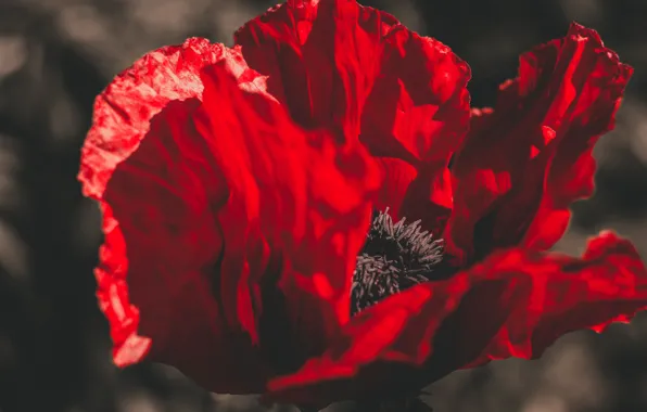 Лето, мак, бутон, poppy, мак расцвел