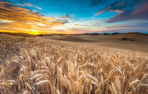 Картинка пшеница, поле, небо, облака, пейзаж, закат, природа, sky