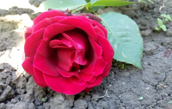 Цветы, Роза, крассная