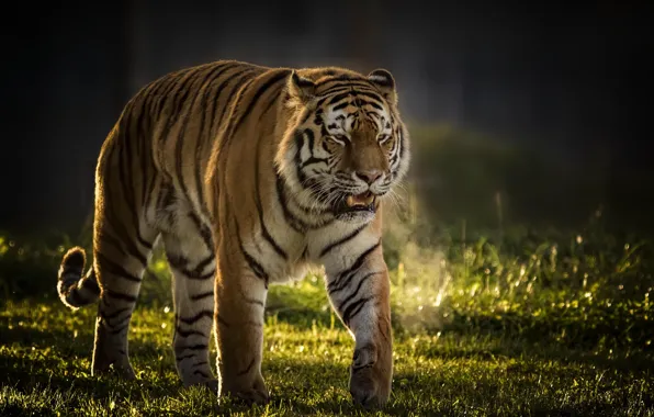 Картинка тигр, фон, хищник, дикая кошка, красавец