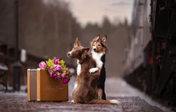 Картинка цветы, поезд, перрон, чемодан, парочка, две собаки, Anna Oris