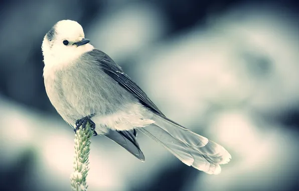 Картинка снег, птица, сидит, колосок