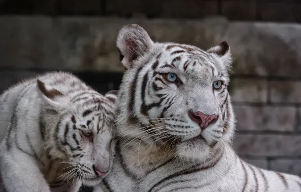 Картинка кошка, пара, котёнок, белый тигр, тигрица, тигрёнок