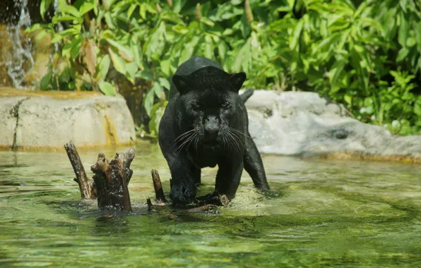Хищник, пантера, купание, дикая кошка, зоопарк, водоём, чёрный ягуар