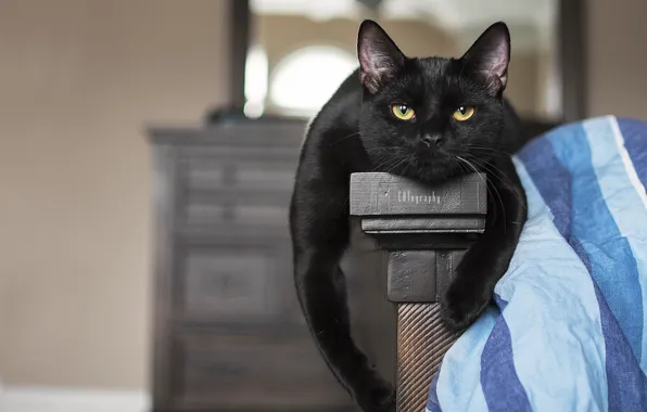 Картинка кошка, взгляд, портрет, лапы, мордашка, котейка, чёрный кот
