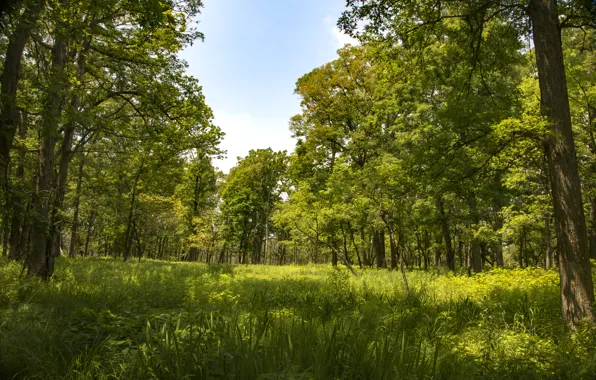 Картинка зелень, лес, лето, трава, солнце, деревья, США, Cranberry Slough Nature Preserve