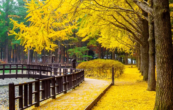 Картинка park, парк, yellow, корея, деревья, leaves, Nami, tree