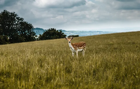 Field, deer, clouded