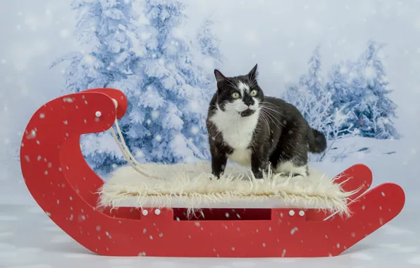 Картинка зима, кошка, глаза, кот, взгляд, морда, снег, красный
