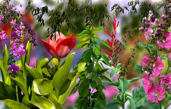 Tulipany, Kwiaty, Malwy