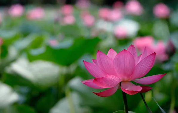 Цветок, природа, фон, лотос, боке, lotus flowers