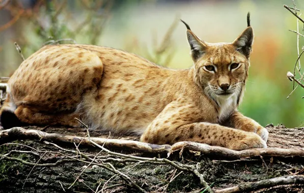 Cat, animal, wildlife, Lynx