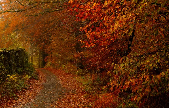 Картинка осень, листья, деревья, парк, тропинка
