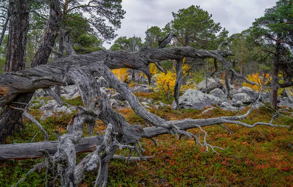 Осень, лес, деревья, ветки, природа, камни, поляна, коряга