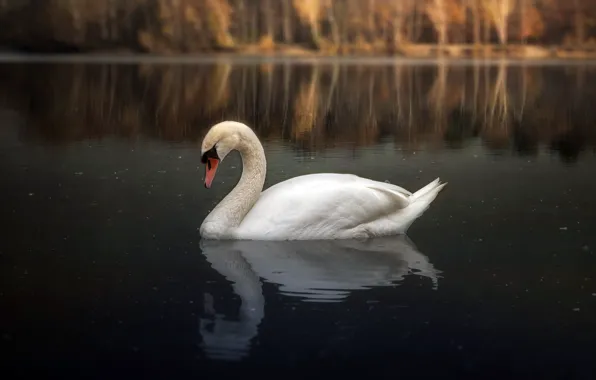 Картинка озеро, птица, лебедь