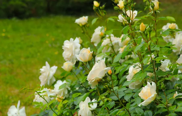 Leaf, roses, blooming