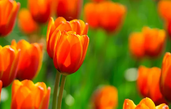 Поле, цветы, Тюльпаны, оранжевые, огненные