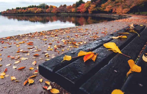 Осень, листья, скамья