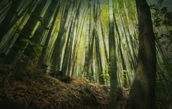 Лес, высота, бамбук