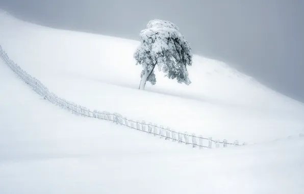 Зима, снег, дерево, забор, Испания, Spain, Наварра, Navarre