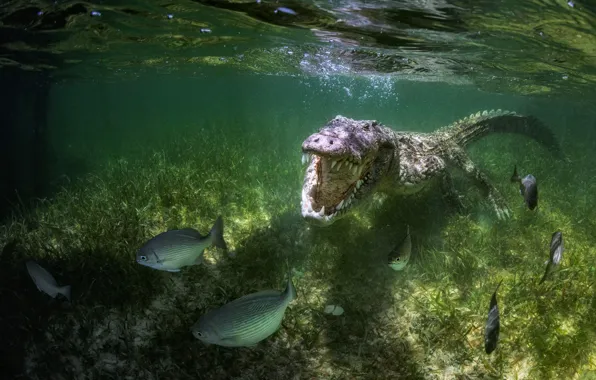 Рыбы, река, рыбалка, хищник, крокодил, пасть, под водой, водоем