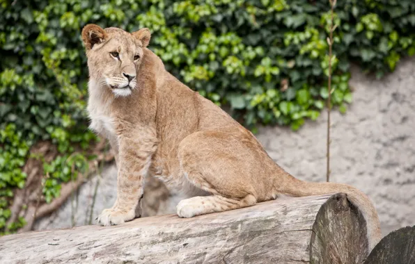 Картинка кошка, лев, бревно, львёнок