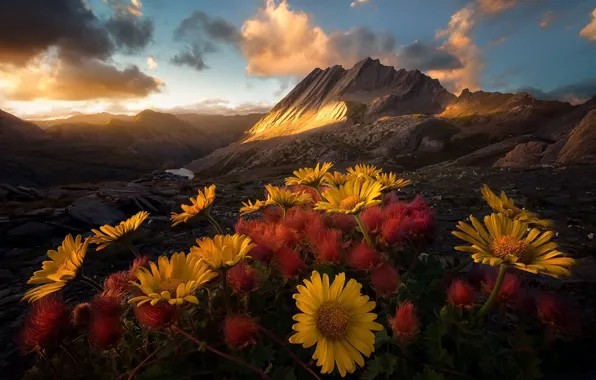 Картинка цветы, горы, утро