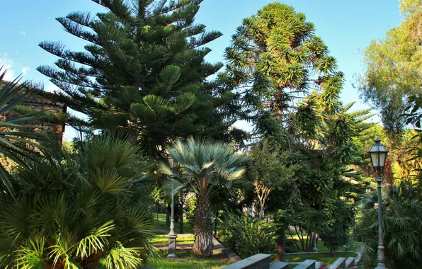 Деревья, природа, парк, фото, Италия, Sicilia Viagrande