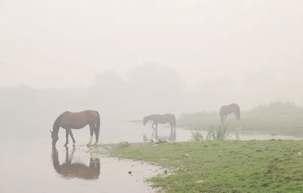 Картинка вода, Туман, лошади