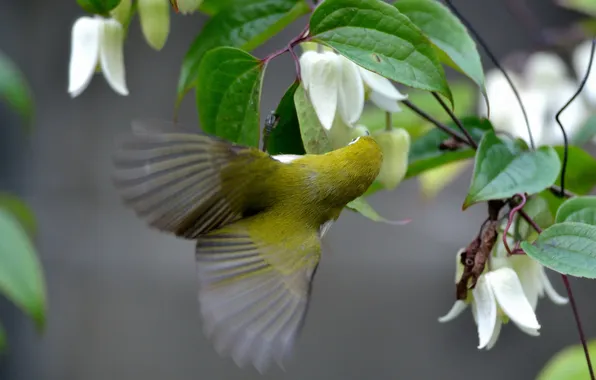 Картинка цветы, птица, клематис, Японская белоглазка