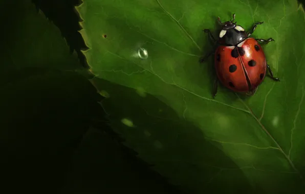 Листья, насекомое, Божья коровка, ladybug, ionic-ink