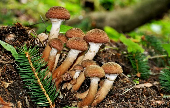 Картинка осень, макро, грибы, опята