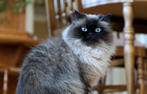 Кошка, взгляд, шерсть