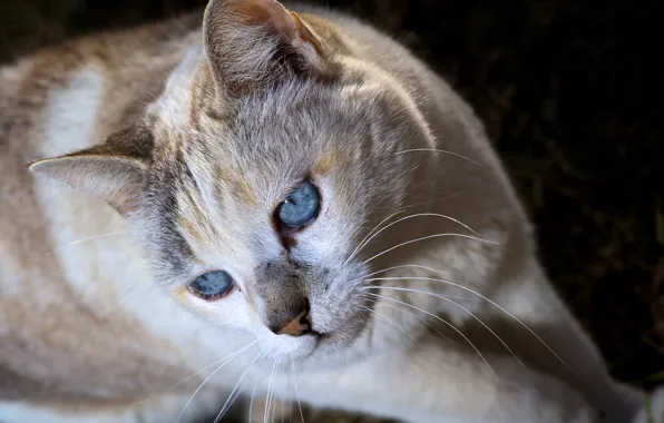Кошка, кот, взгляд, морда, голубые глаза