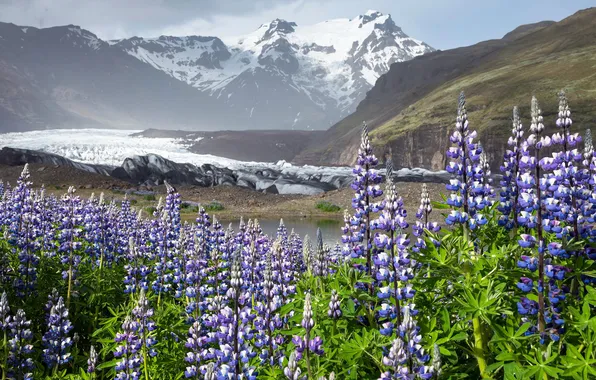 Iceland, East, Hofshreppur, Lupine Heaven