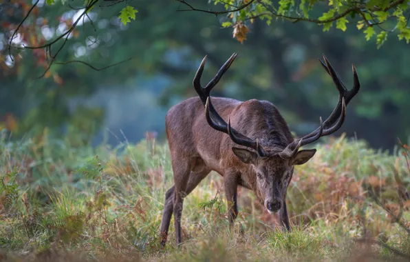 Картинка лес, взгляд, листья, ветки, природа, поза, парк, поляна